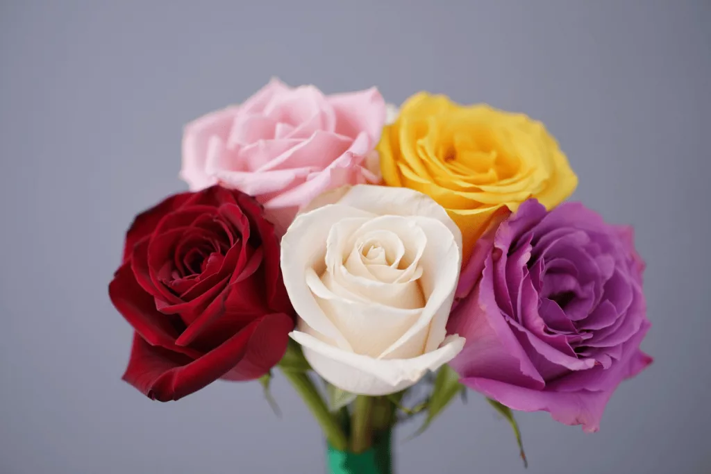 signification des roses 